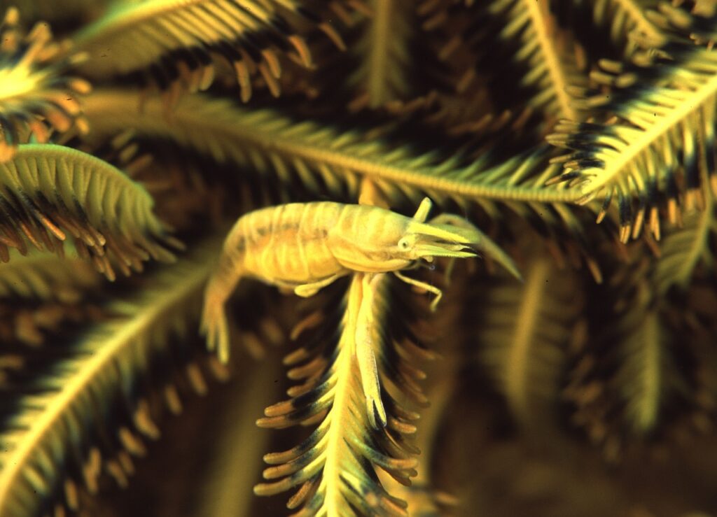 coleman shrimp wild caught