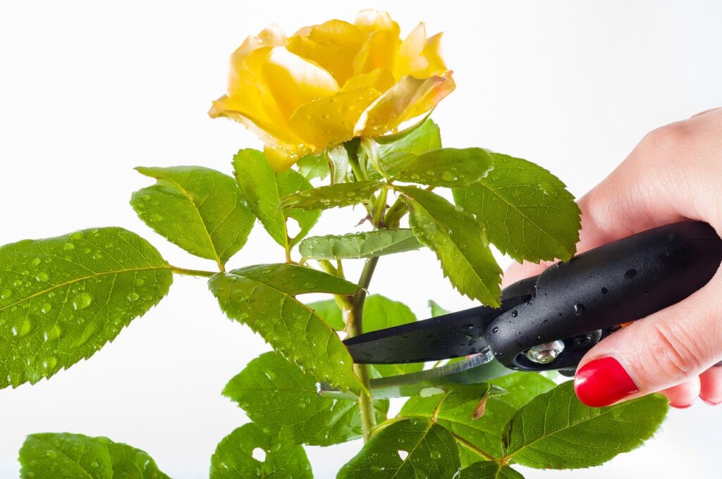 love your landscapers