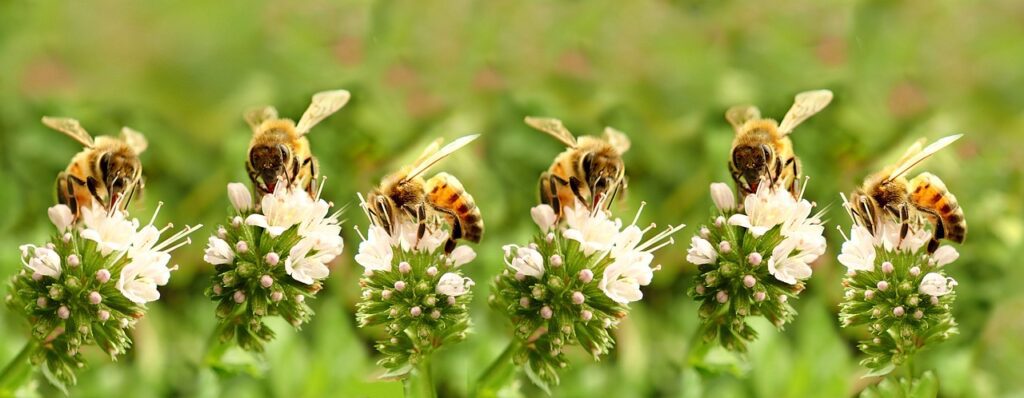 bees pollinating 