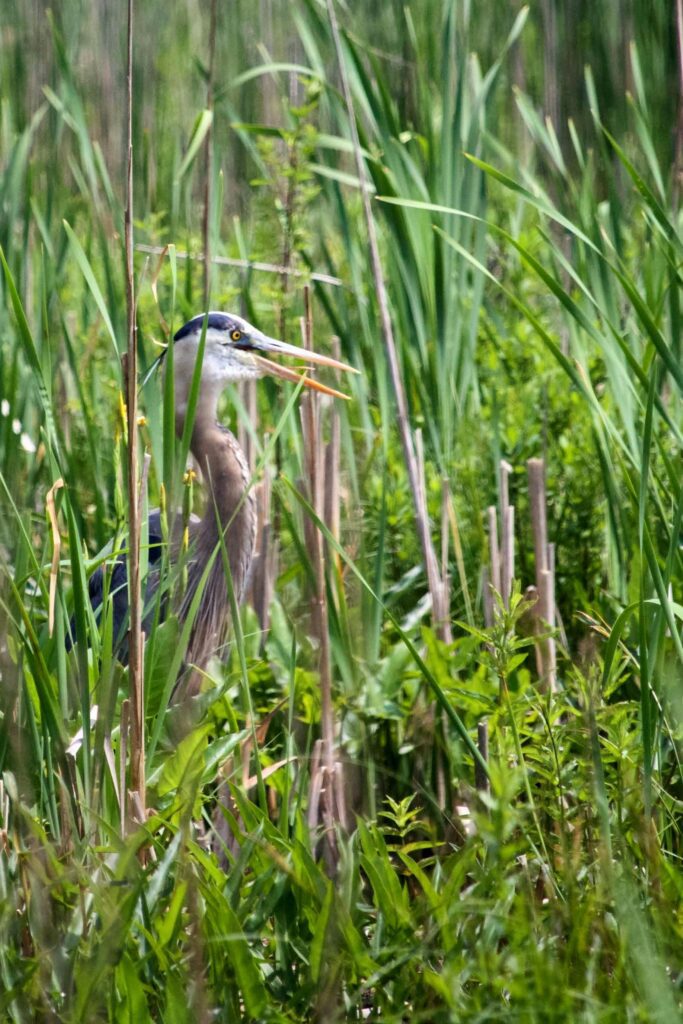 keeping the wetlands