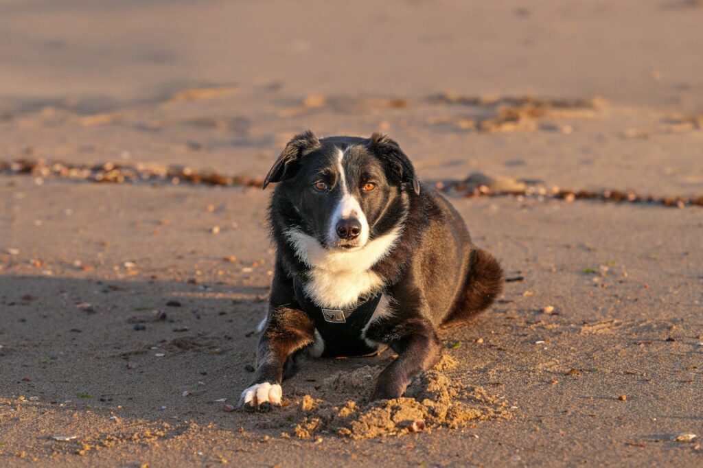 sunrise at the beach